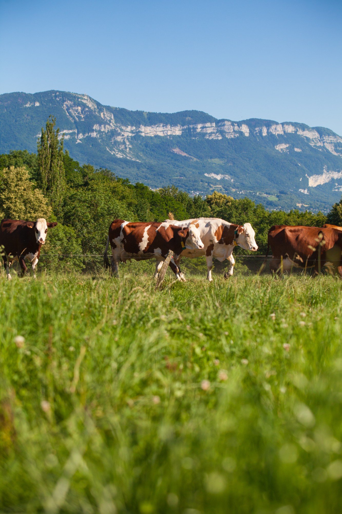 Vacas pastando con la montaña al fondo